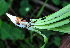  ( - BioBot02418)  @11 [ ] CreativeCommons - Attribution Non-Commercial Share-Alike (2010) Daniel H. Janzen Guanacaste Dry Forest Conservation Fund