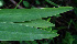  (Hymenocallis littoralis - BioBot02418)  @11 [ ] CreativeCommons - Attribution Non-Commercial Share-Alike (2010) Daniel H. Janzen Guanacaste Dry Forest Conservation Fund