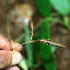  (Galactia striata - BioBot02434)  @11 [ ] CreativeCommons - Attribution Non-Commercial Share-Alike (2010) Daniel H. Janzen Guanacaste Dry Forest Conservation Fund