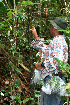  (Dracontium - BioBot02443)  @11 [ ] CreativeCommons - Attribution Non-Commercial Share-Alike (2010) Daniel H. Janzen Guanacaste Dry Forest Conservation Fund
