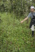  ( - BioBot05003)  @11 [ ] CreativeCommons - Attribution Non-Commercial Share-Alike (2010) Daniel H. Janzen Guanacaste Dry Forest Conservation Fund