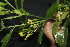  ( - BioBot05008)  @11 [ ] CreativeCommons - Attribution Non-Commercial Share-Alike (2010) Daniel H. Janzen Guanacaste Dry Forest Conservation Fund