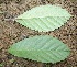  ( - BioBot05016)  @11 [ ] CreativeCommons - Attribution Non-Commercial Share-Alike (2010) Daniel H. Janzen Guanacaste Dry Forest Conservation Fund