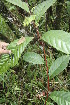  ( - BioBot05017)  @11 [ ] CreativeCommons - Attribution Non-Commercial Share-Alike (2010) Daniel H. Janzen Guanacaste Dry Forest Conservation Fund