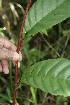  ( - BioBot05017)  @11 [ ] CreativeCommons - Attribution Non-Commercial Share-Alike (2010) Daniel H. Janzen Guanacaste Dry Forest Conservation Fund