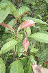  ( - BioBot05018)  @11 [ ] CreativeCommons - Attribution Non-Commercial Share-Alike (2010) Daniel H. Janzen Guanacaste Dry Forest Conservation Fund