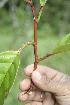  ( - BioBot05018)  @11 [ ] CreativeCommons - Attribution Non-Commercial Share-Alike (2010) Daniel H. Janzen Guanacaste Dry Forest Conservation Fund