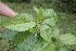  ( - BioBot05027)  @11 [ ] CreativeCommons - Attribution Non-Commercial Share-Alike (2010) Daniel H. Janzen Guanacaste Dry Forest Conservation Fund