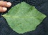  ( - BioBot05035)  @11 [ ] Copyright (2010) Unspecified Unspecified