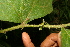  ( - BioBot05036)  @11 [ ] CreativeCommons - Attribution Non-Commercial Share-Alike (2010) Daniel H. Janzen Guanacaste Dry Forest Conservation Fund