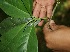  ( - BioBot05067)  @11 [ ] CreativeCommons - Attribution Non-Commercial Share-Alike (2010) Daniel H. Janzen Guanacaste Dry Forest Conservation Fund