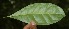  ( - BioBot05067)  @11 [ ] Copyright (2010) Unspecified Unspecified