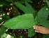  ( - BioBot05088)  @11 [ ] CreativeCommons - Attribution Non-Commercial Share-Alike (2010) Daniel H. Janzen Guanacaste Dry Forest Conservation Fund