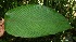  ( - BioBot05088)  @11 [ ] Copyright (2010) Unspecified Unspecified