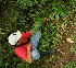 (Xiphidium - BioBot05090)  @11 [ ] Copyright (2010) Unspecified Unspecified