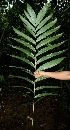  ( - BioBot05094)  @11 [ ] CreativeCommons - Attribution Non-Commercial Share-Alike (2010) Daniel H. Janzen Guanacaste Dry Forest Conservation Fund
