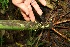  ( - BioBot05094)  @11 [ ] CreativeCommons - Attribution Non-Commercial Share-Alike (2010) Daniel H. Janzen Guanacaste Dry Forest Conservation Fund