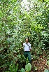  ( - BioBot05100)  @11 [ ] CreativeCommons - Attribution Non-Commercial Share-Alike (2010) Daniel H. Janzen Guanacaste Dry Forest Conservation Fund