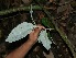  ( - BioBot05103)  @11 [ ] CreativeCommons - Attribution Non-Commercial Share-Alike (2010) Daniel H. Janzen Guanacaste Dry Forest Conservation Fund