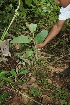  ( - BioBot05104)  @11 [ ] CreativeCommons - Attribution Non-Commercial Share-Alike (2010) Daniel H. Janzen Guanacaste Dry Forest Conservation Fund