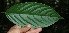  ( - BioBot05129)  @11 [ ] Copyright (2010) Unspecified Unspecified