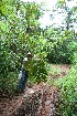  ( - BioBot05152)  @11 [ ] CreativeCommons - Attribution Non-Commercial Share-Alike (2010) Daniel H. Janzen Guanacaste Dry Forest Conservation Fund