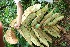 (Vismia macrophylla - BioBot05152)  @11 [ ] Copyright (2010) Unspecified Unspecified