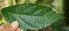  ( - BioBot05177)  @11 [ ] CreativeCommons - Attribution Non-Commercial Share-Alike (2010) Daniel H. Janzen Guanacaste Dry Forest Conservation Fund
