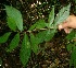  ( - BioBot05178)  @11 [ ] CreativeCommons - Attribution Non-Commercial Share-Alike (2010) Daniel H. Janzen Guanacaste Dry Forest Conservation Fund