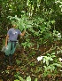  ( - BioBot05179)  @11 [ ] CreativeCommons - Attribution Non-Commercial Share-Alike (2010) Daniel H. Janzen Guanacaste Dry Forest Conservation Fund