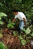  ( - BioBot05194)  @11 [ ] CreativeCommons - Attribution Non-Commercial Share-Alike (2010) Daniel H. Janzen Guanacaste Dry Forest Conservation Fund