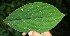  ( - BioBot05194)  @11 [ ] Copyright (2010) Unspecified Unspecified