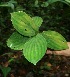  ( - BioBot05195)  @11 [ ] Copyright (2010) Unspecified Unspecified