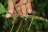  ( - BioBot05207)  @11 [ ] CreativeCommons - Attribution Non-Commercial Share-Alike (2010) Daniel H. Janzen Guanacaste Dry Forest Conservation Fund