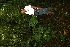  (Prestoea decurrens - BioBot05226)  @11 [ ] Copyright (2010) Unspecified Unspecified