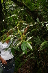  ( - BioBot05229)  @11 [ ] CreativeCommons - Attribution Non-Commercial Share-Alike (2010) Daniel H. Janzen Guanacaste Dry Forest Conservation Fund