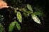  (Calliandra rhodocephala - BioBot05229)  @11 [ ] CreativeCommons - Attribution Non-Commercial Share-Alike (2010) Daniel H. Janzen Guanacaste Dry Forest Conservation Fund