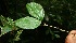 ( - BioBot05230)  @11 [ ] CreativeCommons - Attribution Non-Commercial Share-Alike (2010) Daniel H. Janzen Guanacaste Dry Forest Conservation Fund