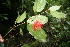  ( - BioBot05230)  @11 [ ] CreativeCommons - Attribution Non-Commercial Share-Alike (2010) Daniel H. Janzen Guanacaste Dry Forest Conservation Fund