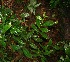  ( - BioBot05233)  @11 [ ] CreativeCommons - Attribution Non-Commercial Share-Alike (2010) Daniel H. Janzen Guanacaste Dry Forest Conservation Fund