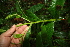  ( - BioBot05233)  @11 [ ] CreativeCommons - Attribution Non-Commercial Share-Alike (2010) Daniel H. Janzen Guanacaste Dry Forest Conservation Fund