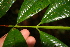  ( - BioBot05233)  @11 [ ] CreativeCommons - Attribution Non-Commercial Share-Alike (2010) Daniel H. Janzen Guanacaste Dry Forest Conservation Fund