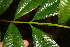  ( - BioBot05233)  @11 [ ] CreativeCommons - Attribution Non-Commercial Share-Alike (2010) Daniel H. Janzen Guanacaste Dry Forest Conservation Fund