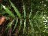  ( - BioBot05234)  @11 [ ] CreativeCommons - Attribution Non-Commercial Share-Alike (2010) Daniel H. Janzen Guanacaste Dry Forest Conservation Fund