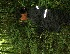  (Casearia arborea - BioBot05293)  @11 [ ] Copyright (2010) Unspecified Unspecified