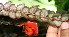  ( - BioBot05332)  @11 [ ] Copyright (2010) Unspecified Unspecified