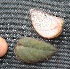  ( - BioBot05334)  @12 [ ] Copyright (2010) Unspecified Unspecified