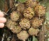  ( - BioBot05350)  @11 [ ] Copyright (2010) Unspecified Unspecified