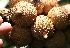  ( - BioBot05350)  @11 [ ] Copyright (2010) Unspecified Unspecified