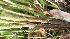  ( - BioBot05351)  @11 [ ] Copyright (2010) Unspecified Unspecified